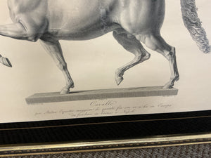 Framed Antonio Canova "Cavallo" Horse Engravings – Classical Equestrian Wall Art (32x27)