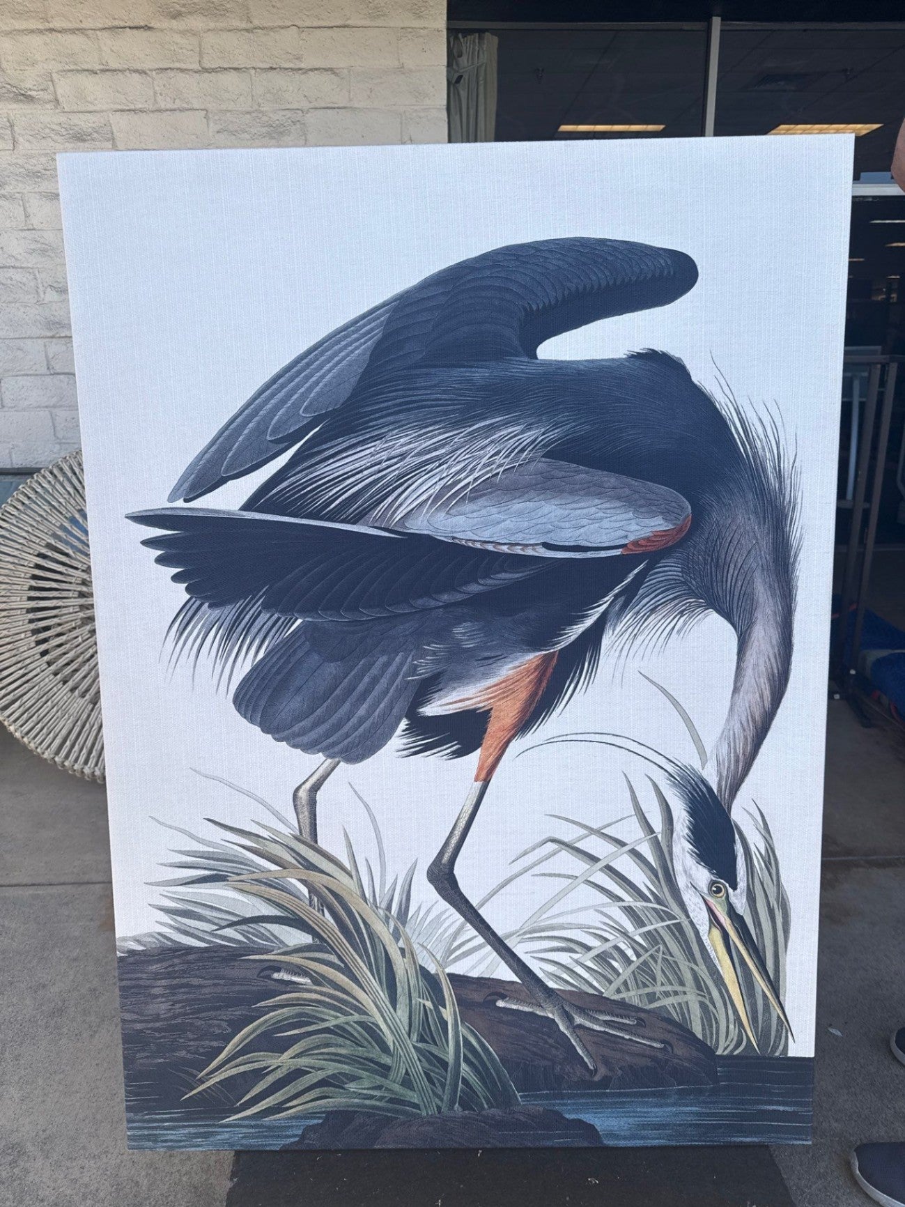 Canvas print Great Blue Heron from John James Audubon's The Birds of America 54 x 39 in
