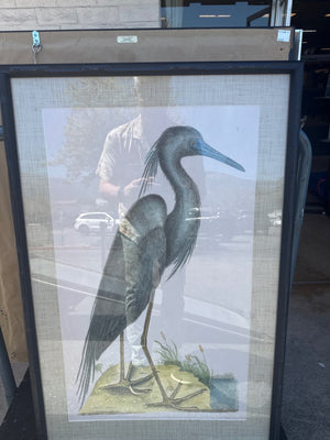 Framed Ardea Caerulea Heron Reproduction Print, 36 x 24 in