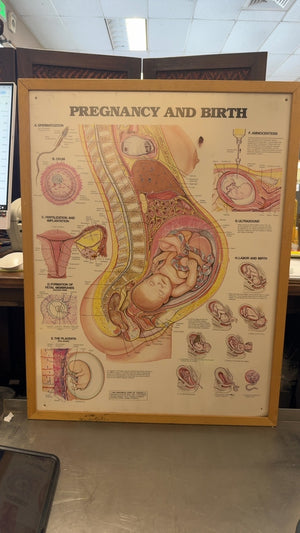 Atomic Chart Pregnancy and Birth 1984 Wall Chart, 21 x 27 in