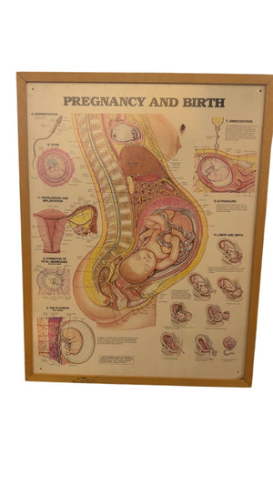 Atomic Chart Pregnancy and Birth 1984 Wall Chart, 21 x 27 in