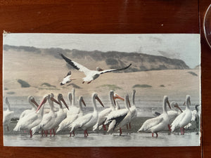 Signed “American White Pelicans” Photograph on Wood Panel, 10” x 13”