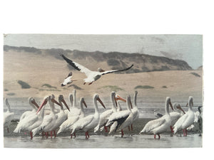 Signed “American White Pelicans” Photograph on Wood Panel, 10” x 13”