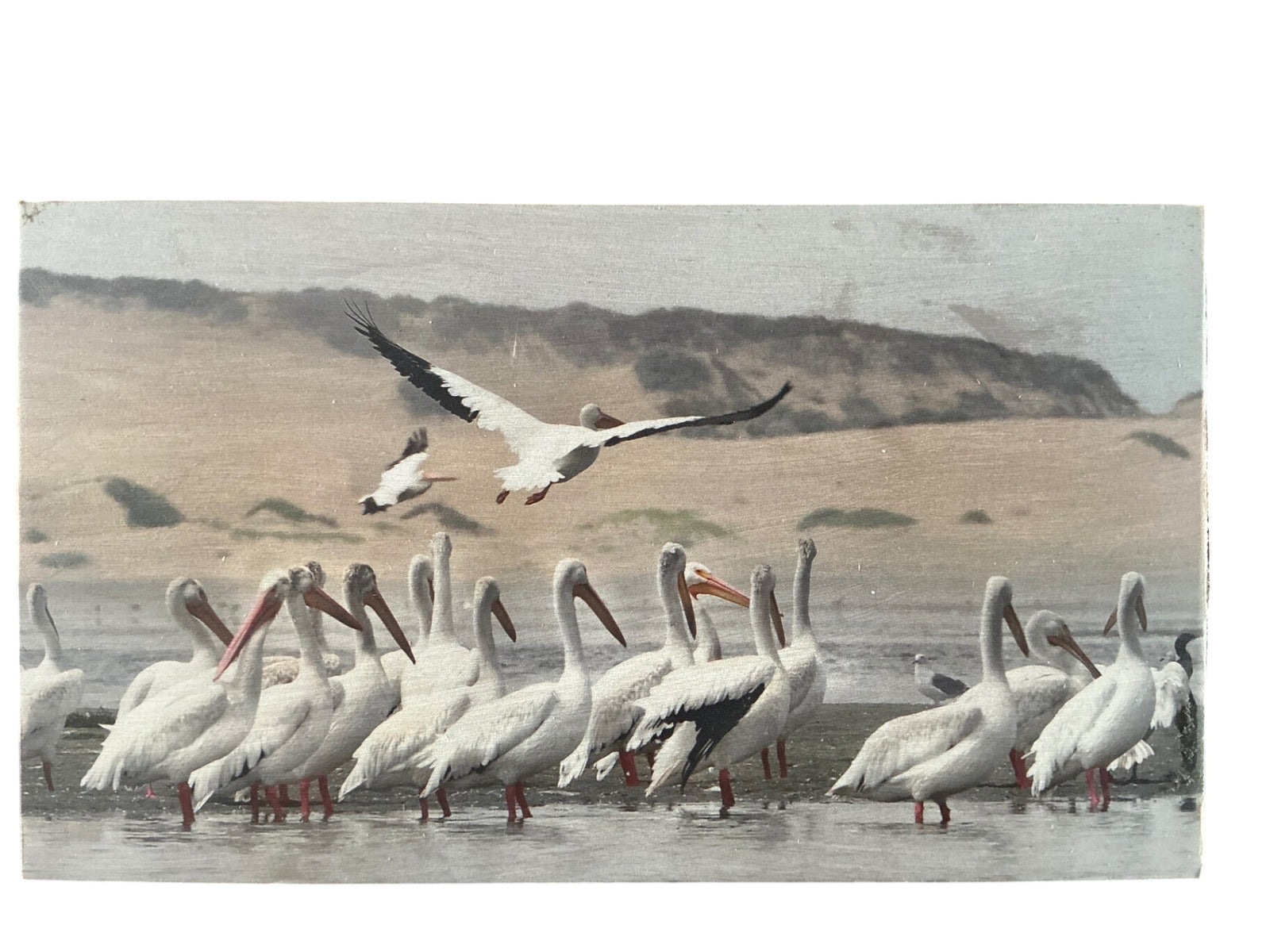 Signed “American White Pelicans” Photograph on Wood Panel, 10” x 13”