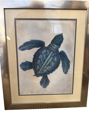 Framed Print Behind Glass of Blue Turtle (23 x 20)