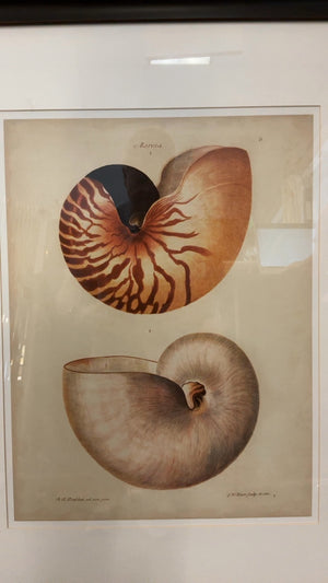 Large Scale Nautilus Shells Book Plate Print, 40” x 34”
