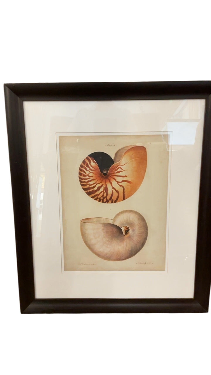 Large Scale Nautilus Shells Book Plate Print, 40” x 34”