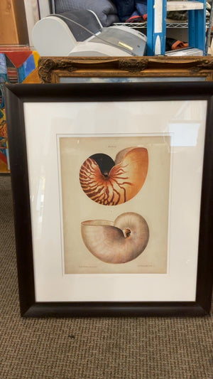 Large Scale Nautilus Shells Book Plate Print, 40” x 34”