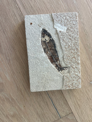 Fossilized Fish Specimen on Stone, 5 1/2 inches wide, 4 inches long