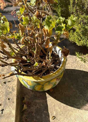 Italian Majolica Ceramic Planter with Lion and Ring Details