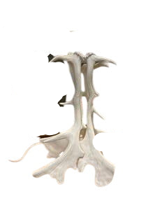 White Faux Antler Table Lamp