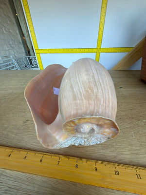 Decorative Seashell