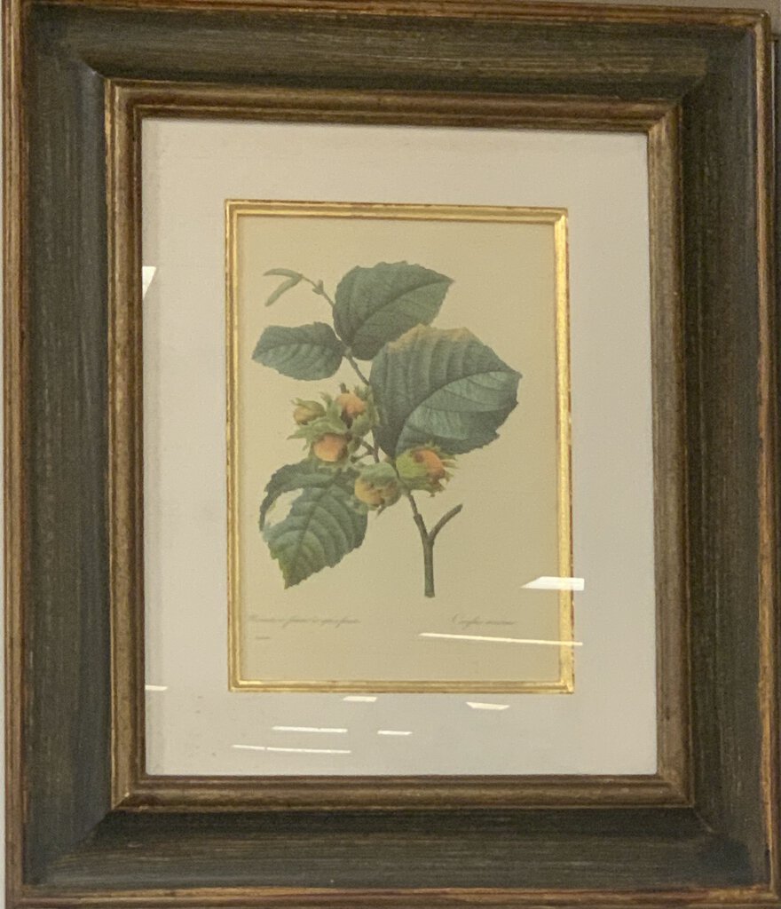 19th-century hand painted Engraving illustration of Corylus maxima (filbert, Hazel Nut). by Pierre-Joseph Redoute