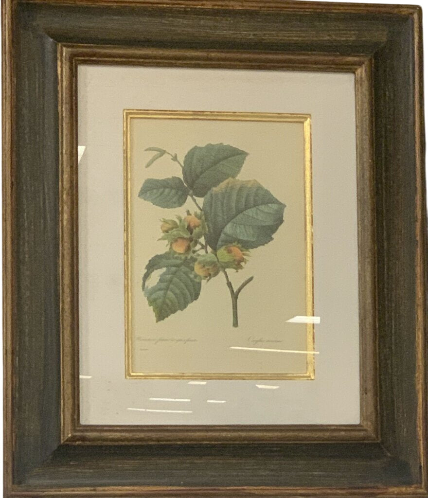 19th-century hand painted Engraving illustration of Corylus maxima (filbert, Hazel Nut). by Pierre-Joseph Redoute by Miss Daisy's Consignment & Auction House
