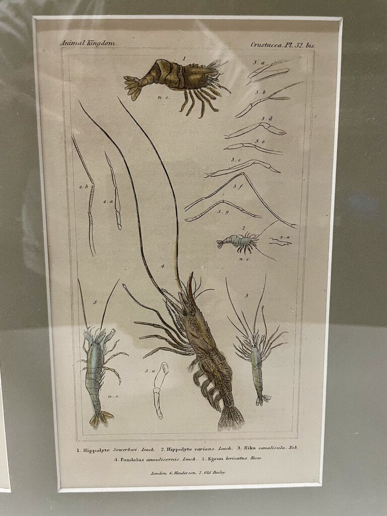 Antique Bookplate Polychrome Engraving Shrimp