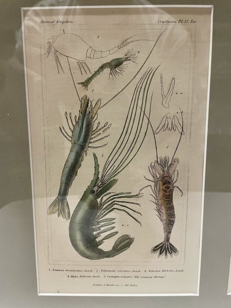 Antique Bookplate Polychrome Engraving Shrimp