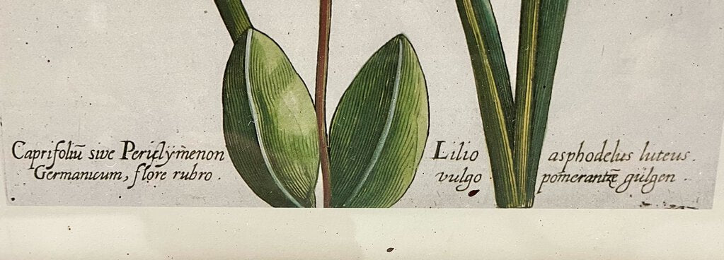 Vintage Framed Botanical Floral Print Reproduction