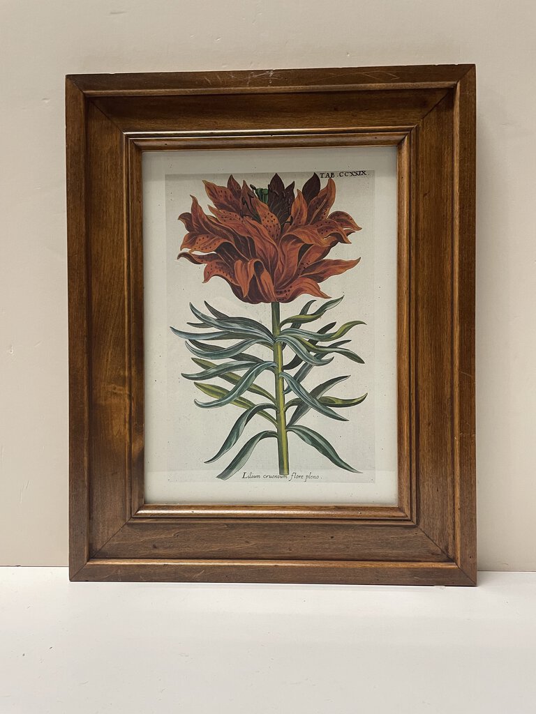 Vintage Framed Botanical Floral Print Reproduction