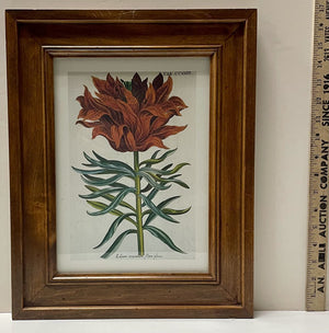 Vintage Framed Botanical Floral Print Reproduction