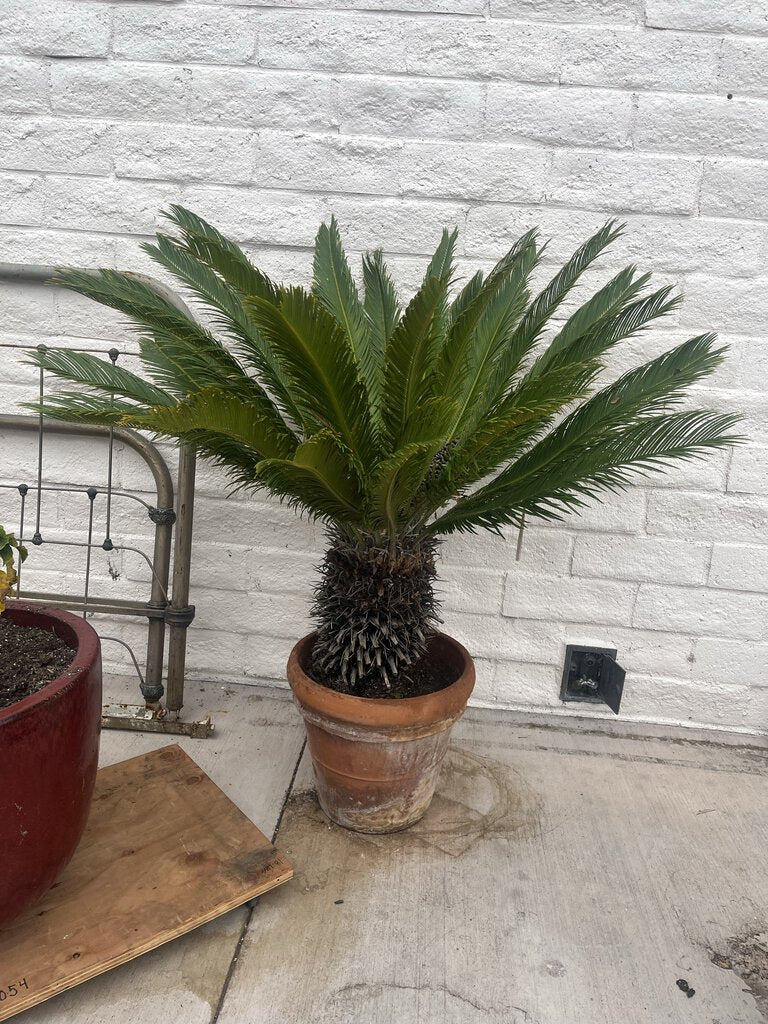 Sago Palm In 16" Terra Cotta Pot