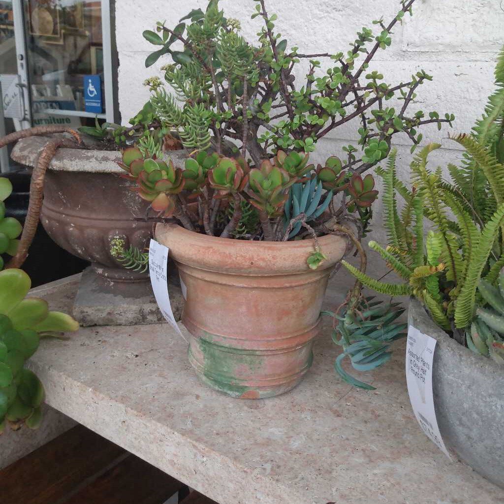 Assorted Succulents in Terra Cotta Pot