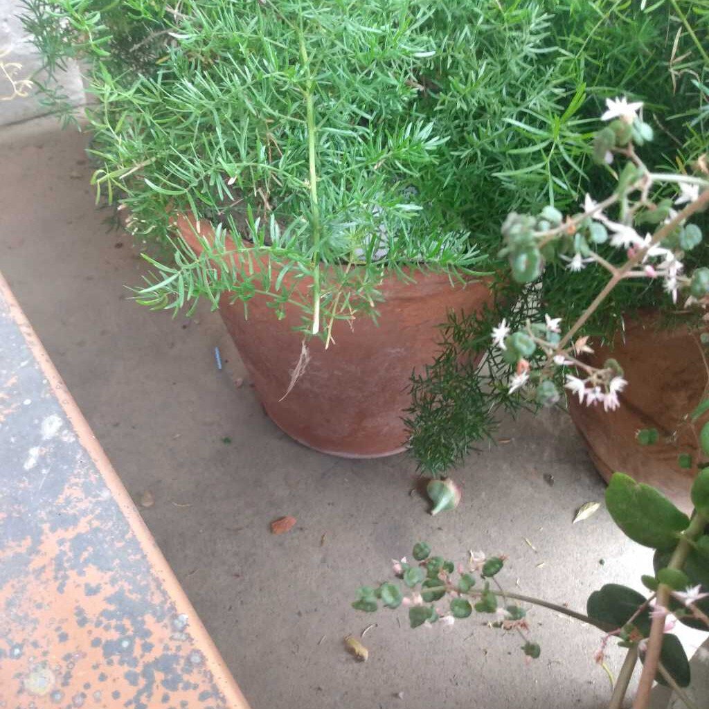 Asparagus Fern in Terra Cotta Pot