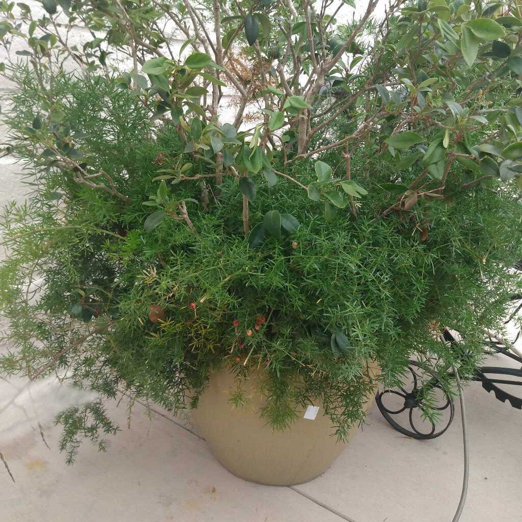 Asparagus Fern & Bush in Cream Pot