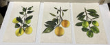 Hudson Grace Prints on Handmade Paper (ea.)