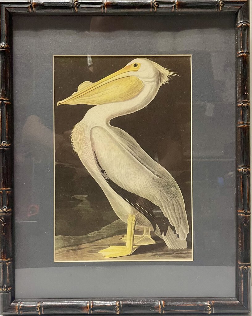 John James American Audubon American White Pelican Print