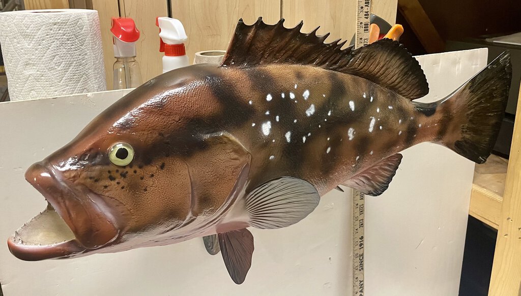 Red Grouper Trophy Fish Mounted 29"