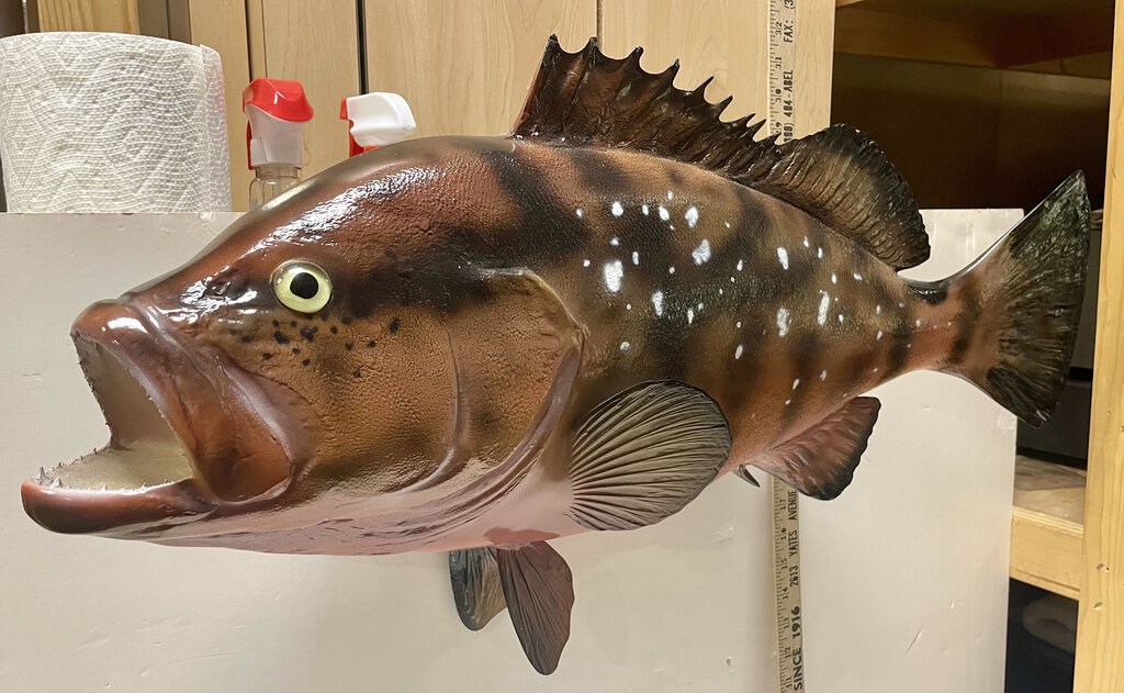 Red Grouper Trophy Fish Mounted 29"