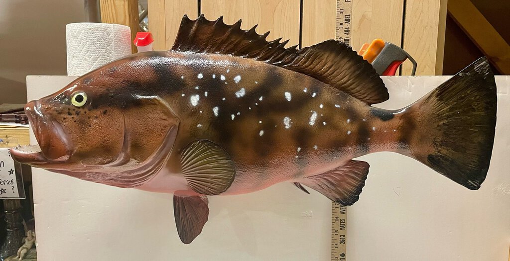 Red Grouper Trophy Fish Mounted 29"