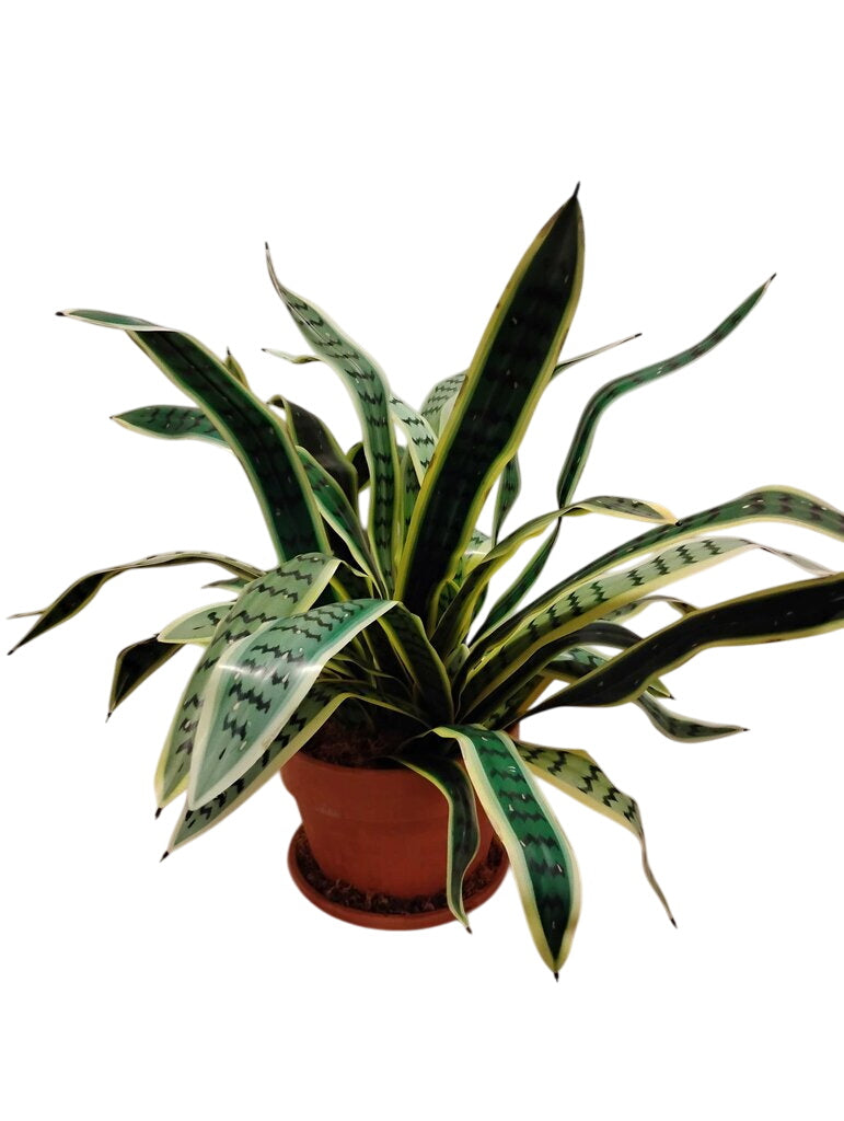 Large Faux Snake Plant by Miss Daisy's Consignment & Auction House