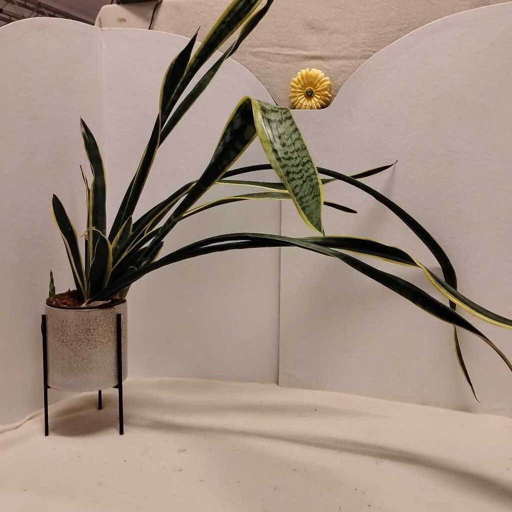 Snake Plant (Live) Ceramic Pot & Metal Stand