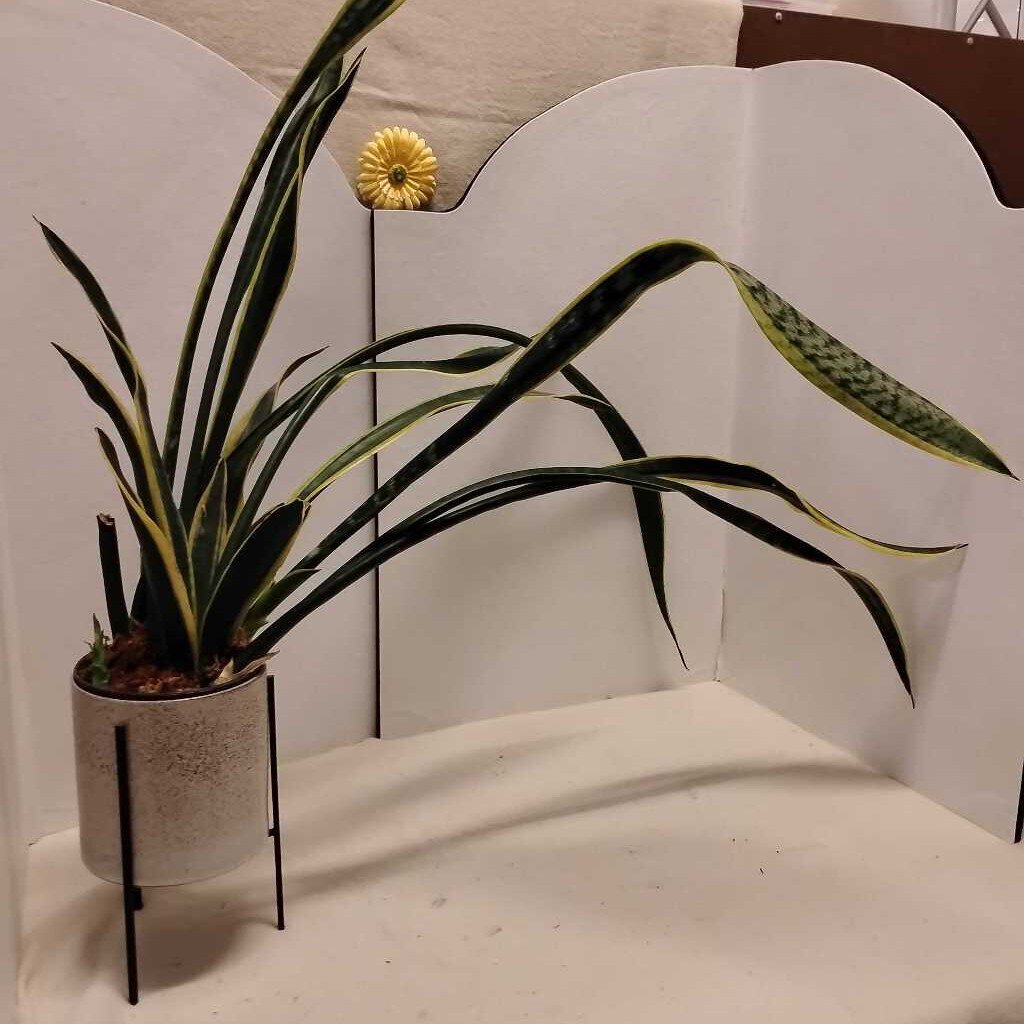 Snake Plant (Live) Ceramic Pot & Metal Stand