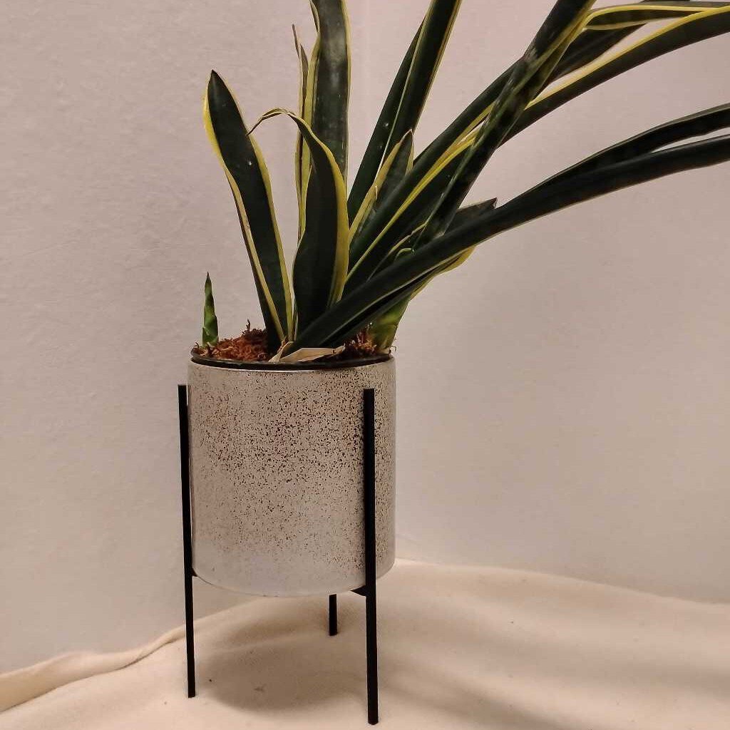 Snake Plant (Live) Ceramic Pot & Metal Stand