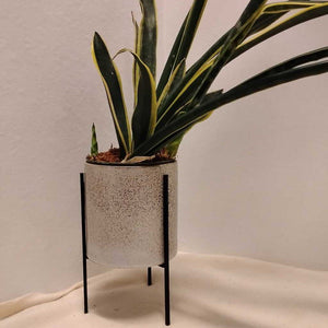 Snake Plant (Live) Ceramic Pot & Metal Stand