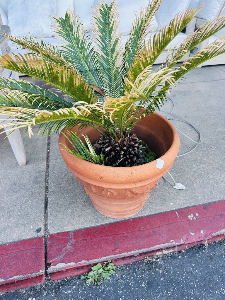 Sago Palm In the Pot