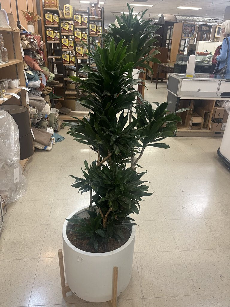 Dracaena JC in White Ceramic Pot In Stand 59"