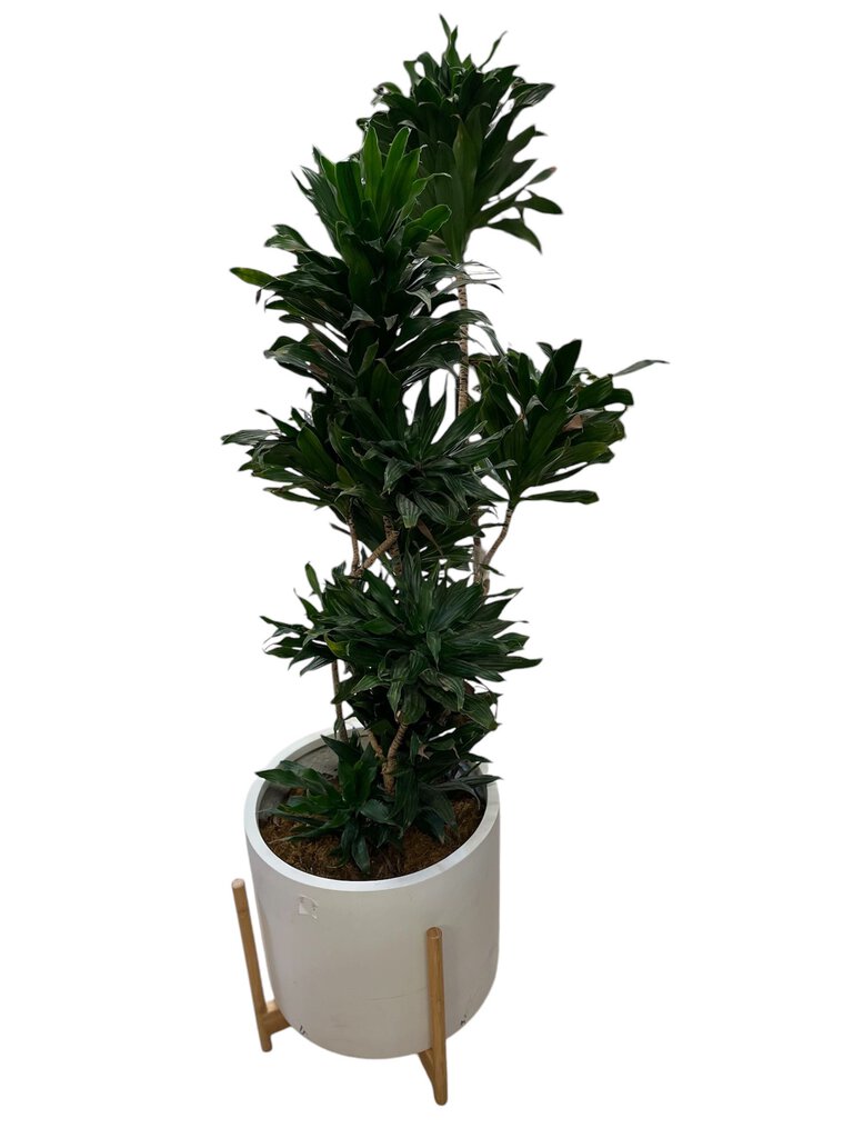 Dracaena JC in White Ceramic Pot In Stand 59"