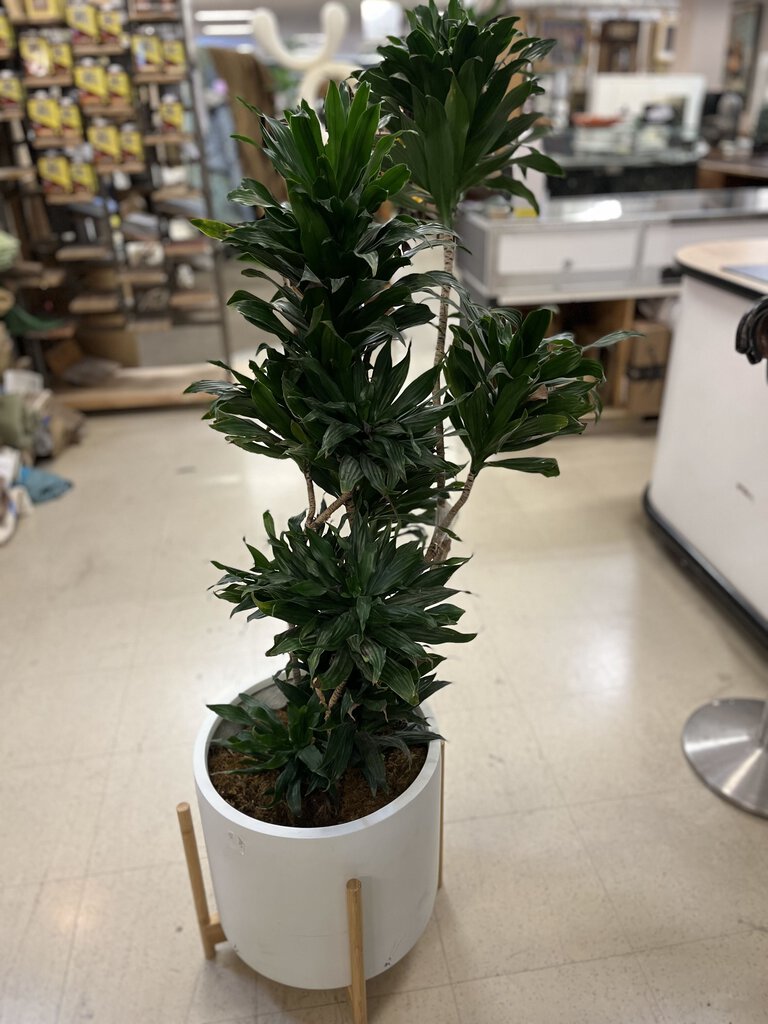 Dracaena JC in White Ceramic Pot In Stand 59"