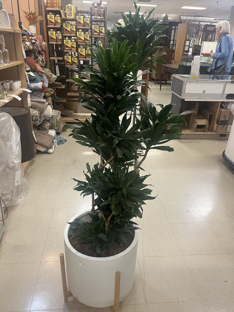 Dracaena JC in White Ceramic Pot In Stand 59"