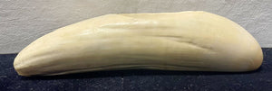 Antique Sperm Whale Tooth Pipe Holder Ash Tray