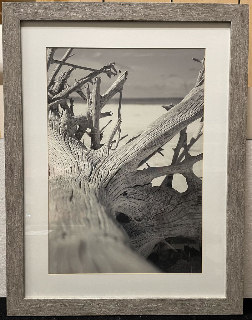 Black and White Beach Scape Driftwood Photo