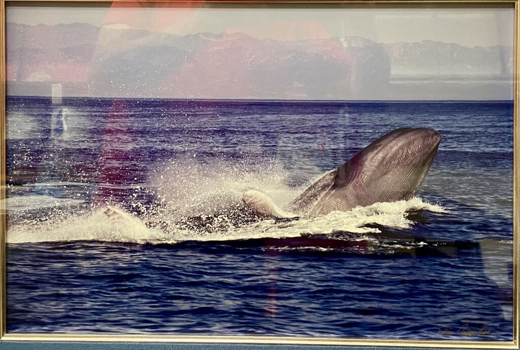 Tom Campbell Blue Whale Breaching Channel Island March 2008