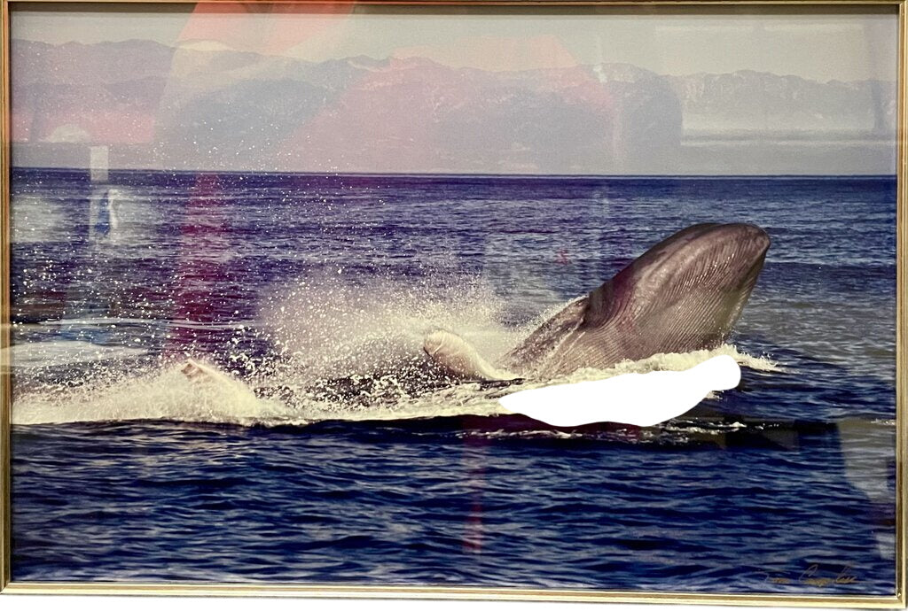 Tom Campbell Blue Whale Breaching Channel Island March 2008 by Miss Daisy's Consignment & Auction House