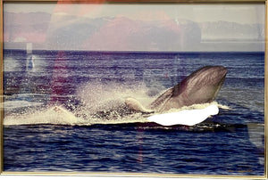 Tom Campbell Blue Whale Breaching Channel Island March 2008 by Miss Daisy's Consignment & Auction House