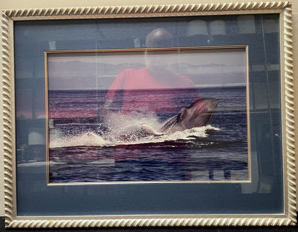 Tom Campbell Blue Whale Breaching Channel Island March 2008