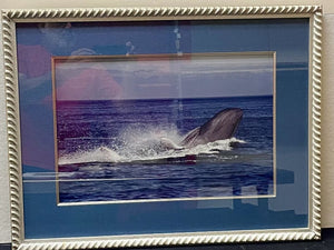 Tom Campbell Blue Whale Breaching Channel Island March 2008