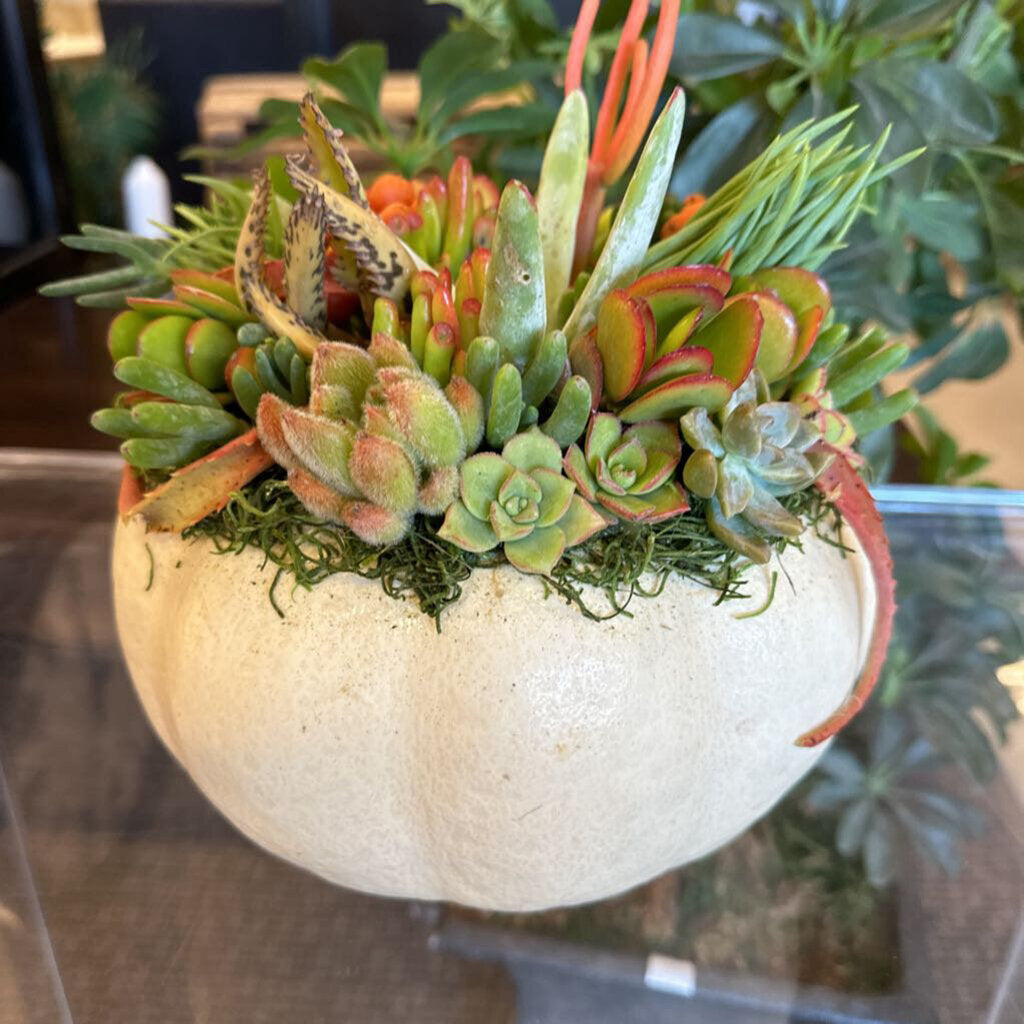 Pumpkin Succulent Arrangements